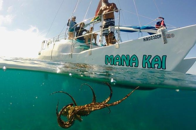 Waikiki Turtle Snorkel and Sail on Hawea Catamaran - Turtle Canyon snorkel from Waikiki: the payoff