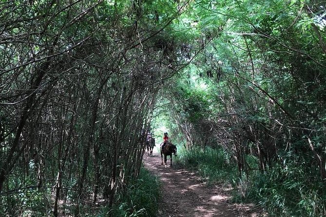 West Maui Mountain Waterfall and Ocean Tour via Horseback - Canter and Gallop Options: When It Happens and When It Doesn’t