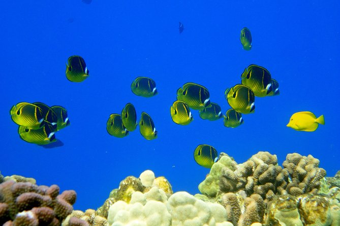West Maui Snorkeling Experience by Boat from Ka'anapali - Dolphins and Whales: How the Crew Works Wildlife Into the Day
