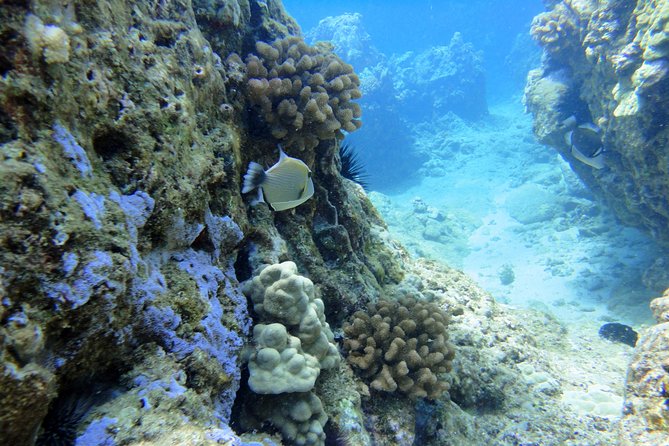 West Maui Snorkeling Experience by Boat from Ka'anapali - Honolua Bay Turtle Country: Your First Snorkel Stop