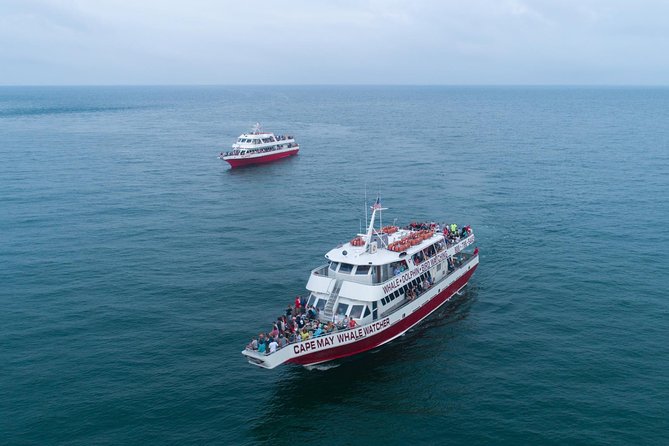 Whale and Dolphin Watching Cruise from Cape May - Key things that make this cruise worth your time