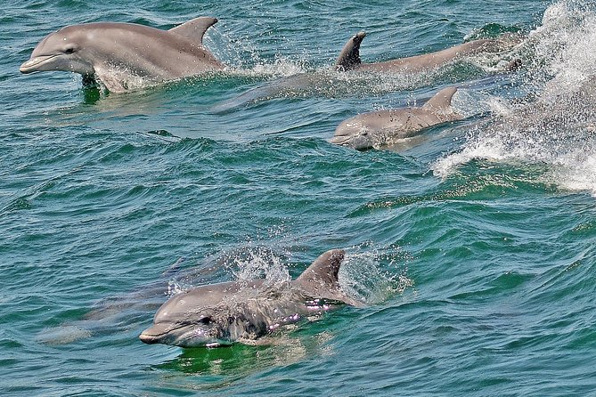 Whale and Dolphin Watching Cruise from Cape May - Where you sit matters on a choppy day