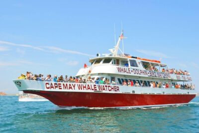 Whale and Dolphin Watching Cruise from Cape May - Wildlife odds: dolphins are common, whales are the question mark