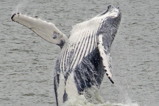 Whale and Dolphin Watching Cruise from Cape May - Packing list: small things that improve your odds