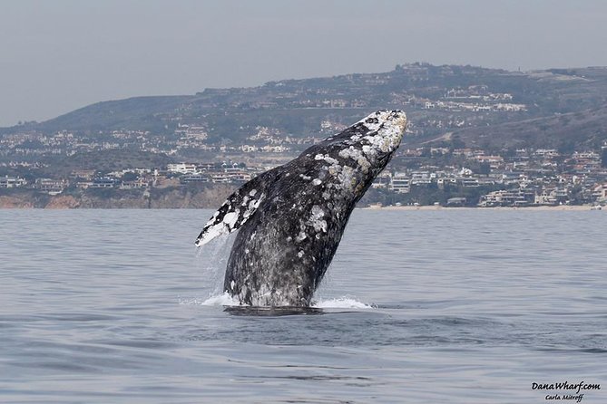 Whale Watching Excursion in Dana Point - Key points before you go