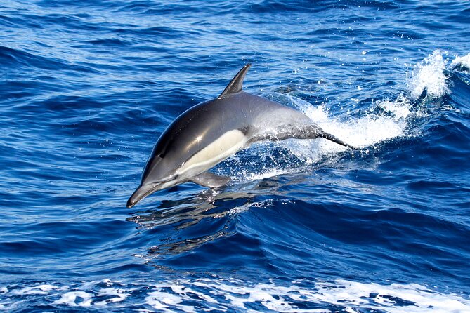 Whale Watching Excursion in Dana Point - Dana Point on the water: what 2 hours feels like