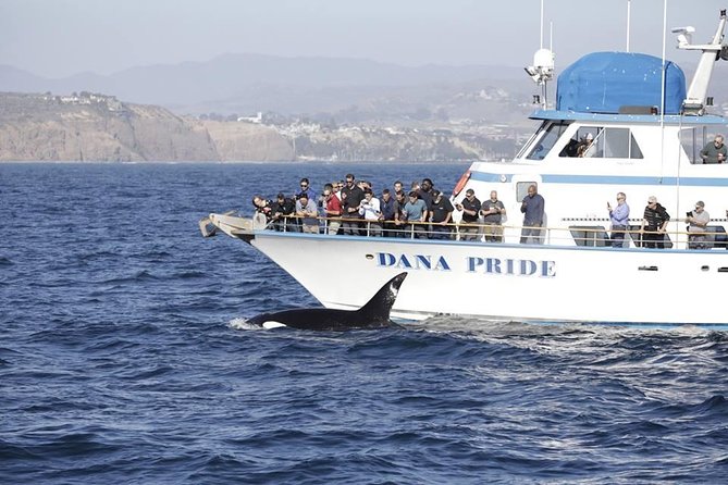 Whale Watching Excursion in Dana Point - The ride out: when the trip is smooth vs. when it gets bumpy