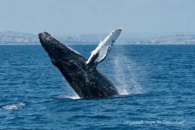 Whale Watching Excursion in Dana Point - What you might spot: whales, dolphins, sea lions, and seabirds