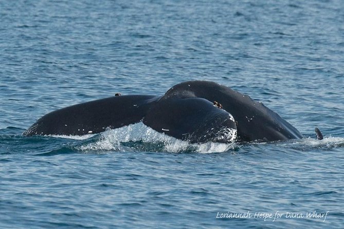 Whale Watching Excursion in Dana Point - Sea snacks and drinks: plan cash and temperature comfort