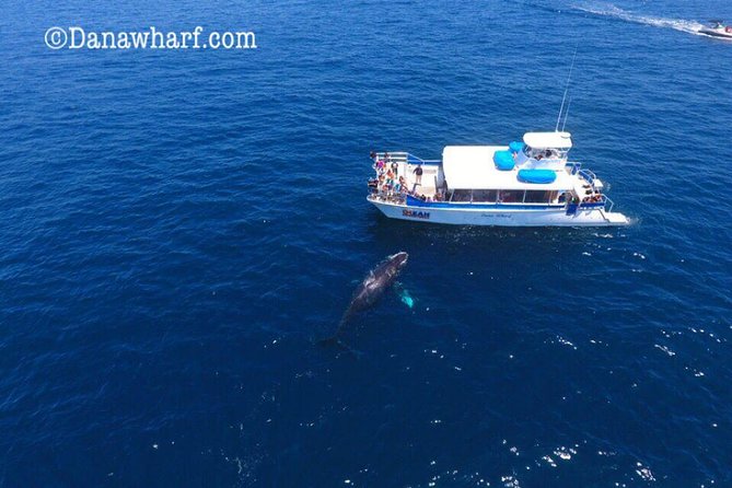 Whale Watching Excursion in Dana Point - Price and value: why $65 can still make sense