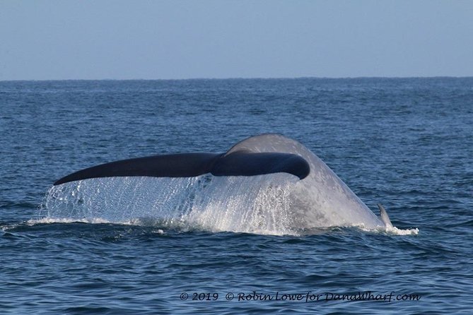 Whale Watching Excursion in Dana Point - Who this tour fits best (and who should rethink it)