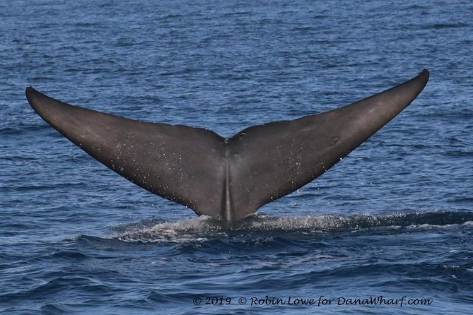 Whale Watching Excursion in Dana Point - Final call: should you book this Dana Point whale watching trip?
