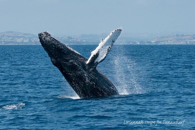 Whale Watching Excursion in Dana Point - What you might spot: whales, dolphins, sea lions, and seabirds