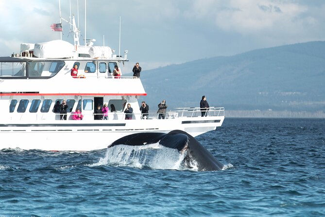 Whale Watching from Friday Harbor - Key Things That Make This Orca Cruise Worth Your Time
