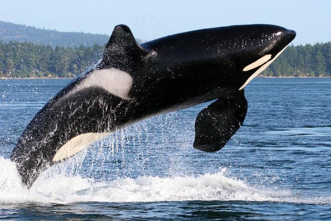 Whale Watching from Friday Harbor - Stop 1: San Juan Island Waters and Why Salmon Drive the Show