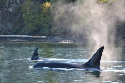 Whale Watching from Friday Harbor - What You’ll Likely See: Orcas, Minke, Humpback, and Gray Whales