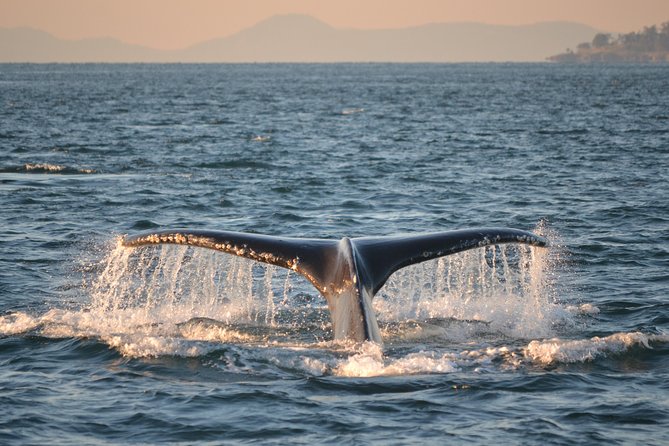 Whale Watching from Friday Harbor - Price and Value: Does $135 Make Sense?