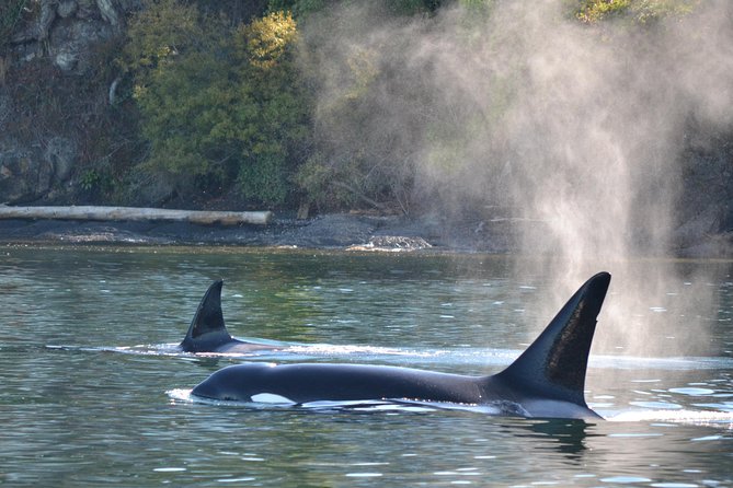Whale Watching from Friday Harbor - What You’ll Likely See: Orcas, Minke, Humpback, and Gray Whales