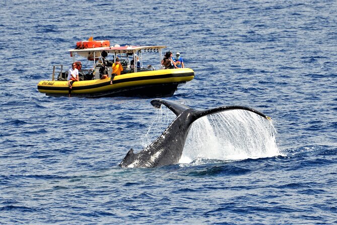Whale Watching Maui: 2-Hour Small Group Raft Tour from Lahaina - Quick take: what makes this tour tick
