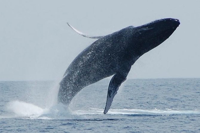 Whale Watching On The Big Island - Whale Season on Big Island: Why Timing Matters for Humpback Breaches