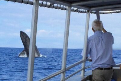 Whale Watching On The Big Island - The Catamaran Ride: Comfort, Restroom, and Group Size on the Water