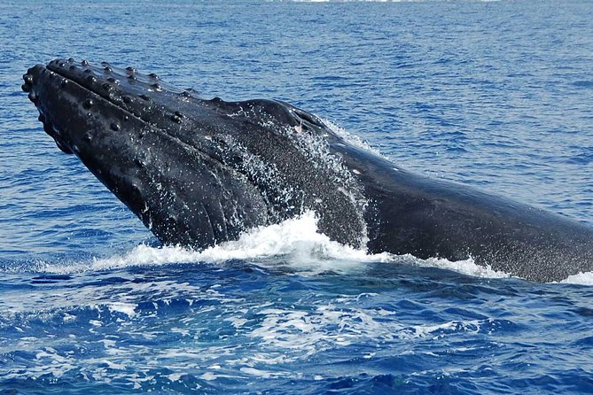Whale Watching On The Big Island - Practical Tips Before You Step Onboard
