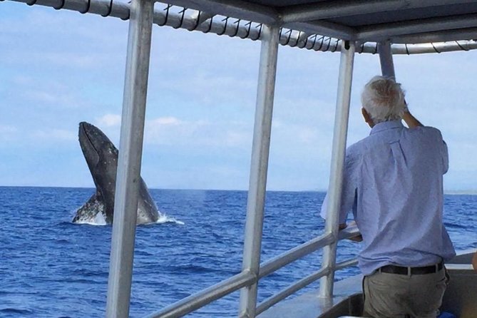 Whale Watching On The Big Island - The Catamaran Ride: Comfort, Restroom, and Group Size on the Water