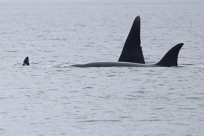 Whale Watching Tour from Anacortes - Anacortes orca watching: the “real” San Juan Islands cruise feel