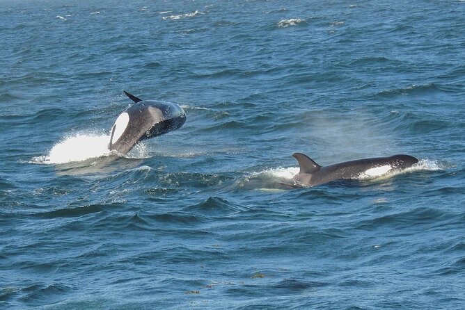 Whale Watching Tour from Anacortes - Where you go: Anacortes out into the San Juans (and toward Canada)