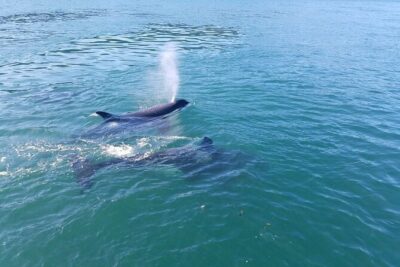 Whale Watching Tour from Anacortes - How the whale hunt usually plays out (and why the boat type matters)
