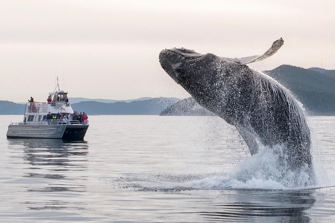 Whale Watching Tour from Anacortes - Price and value: is $119 worth it for Anacortes whale watching?