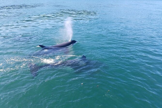 Whale Watching Tour from Anacortes - How the whale hunt usually plays out (and why the boat type matters)