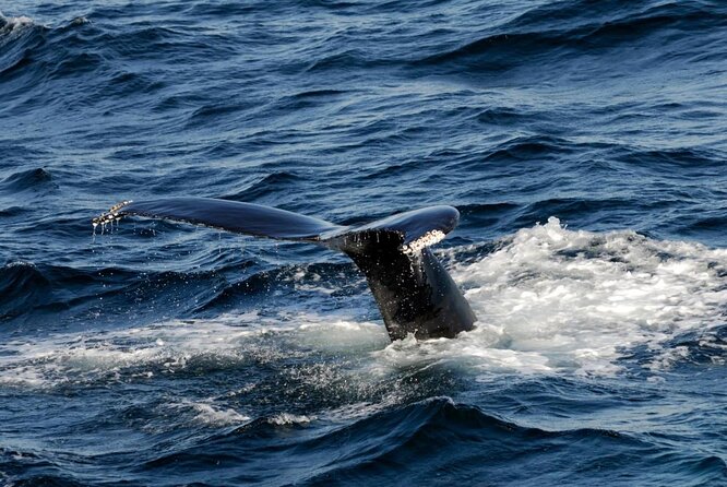 Whale Watching Tour in Gloucester - Key things that make this Gloucester whale watch special