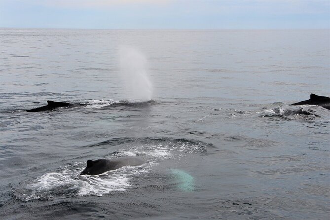 Whale Watching Tour in Gloucester - Getting from Gloucester to Stellwagen Bank faster on the Hurricane II