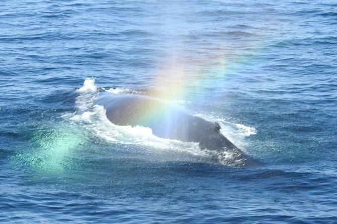 Whale Watching Tour in Gloucester - Weather and seas: the one variable you can’t control