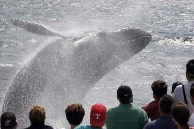 Whale Watching Tour in Gloucester - What whales and dolphins you can realistically spot in this area
