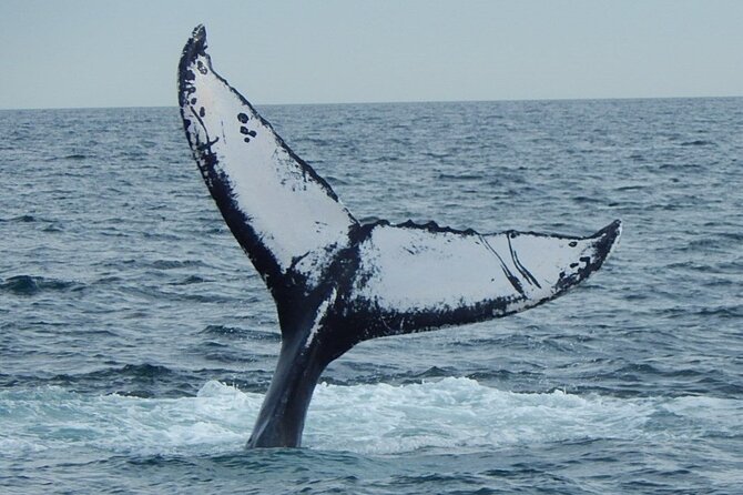 Whale Watching Tour in Gloucester - Price and value: what $48 buys for a Stellwagen whale watch