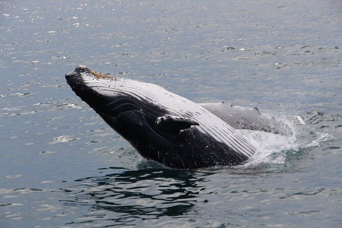 Whale Watching Tour in Gloucester - Who this whale watching tour is best for (and who should think twice)