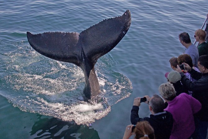 Whale Watching Trips to Stellwagen Bank Marine Sanctuary. Guaranteed sightings! - Key Things That Make This Whale Watch Work in Real Life