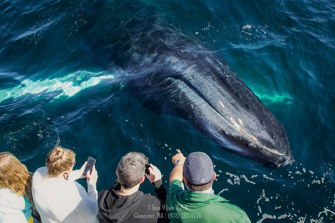 Whale Watching Trips to Stellwagen Bank Marine Sanctuary. Guaranteed sightings! - Stellwagen Bank From Gloucester: Why This 4-Hour Window Is a Good Bet