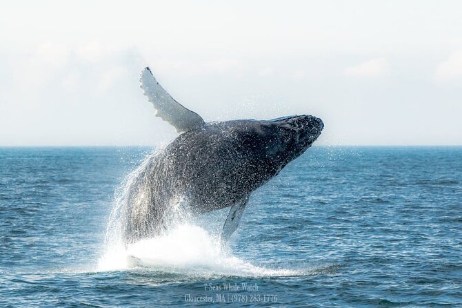 Whale Watching Trips to Stellwagen Bank Marine Sanctuary. Guaranteed sightings! - What You’re Most Likely to See (and What to Expect When They Get Elusive)