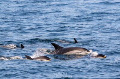 Whale Watching Trips to Stellwagen Bank Marine Sanctuary. Guaranteed sightings! - Boarding at 63 Rogers St: What to Do Before You Go Out
