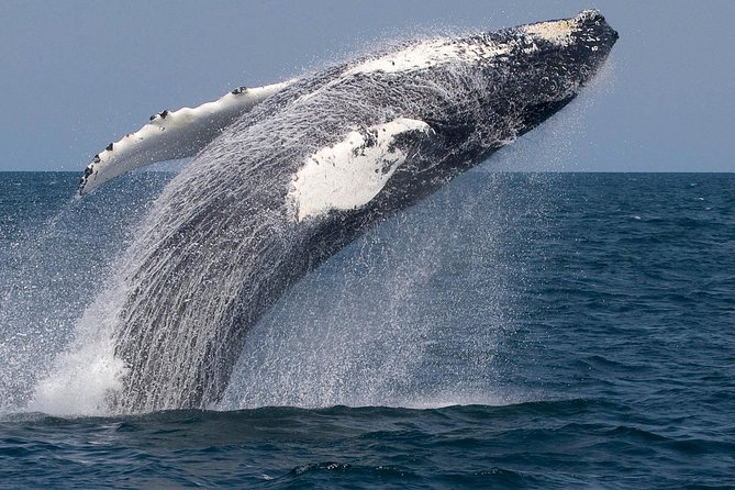Whale Watching Trips to Stellwagen Bank Marine Sanctuary. Guaranteed sightings! - Who This Whale Watch Fits Best (and Who Might Want a Different Plan)