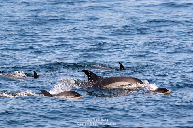 Whale Watching Trips to Stellwagen Bank Marine Sanctuary. Guaranteed sightings! - Boarding at 63 Rogers St: What to Do Before You Go Out
