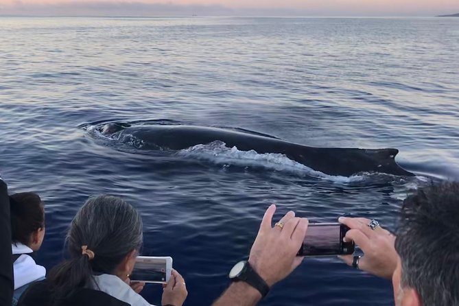 WHALES GUARANTEED Maui Whale Watching Makai Adventures - A 2 Hours 15 Minutes Whale Hunt That Actually Uses Time