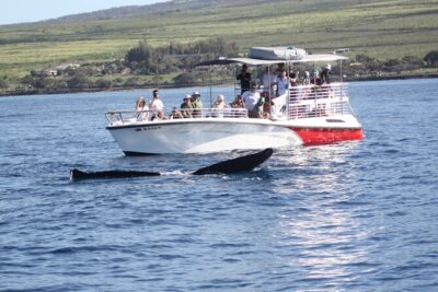 WHALES GUARANTEED Maui Whale Watching Makai Adventures - Boarding Experience: Comfort, Shade, and Open Views