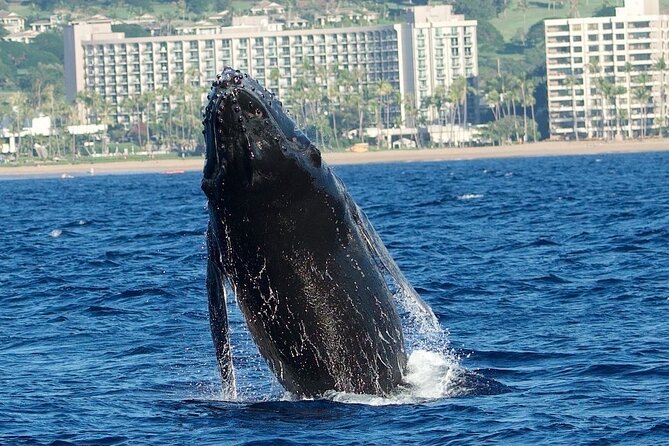 WHALES GUARANTEED Maui Whale Watching Makai Adventures - Photo and Video Tips That Make a Real Difference