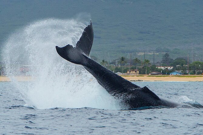 Wild Dolphin Watching and Snorkel Safari Off West Coast of Oahu - Getting there: Waianae Boat Harbor and the pickup timing reality