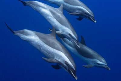 Wild Dolphin Watching and Snorkel Safari Off West Coast of Oahu - The boat size you can actually feel