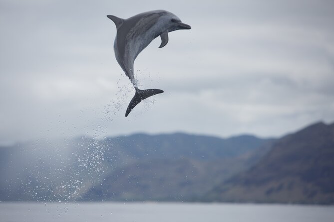 Wild Dolphin Watching and Snorkel Safari Off West Coast of Oahu - Marine life you’re hunting: spinner dolphins, turtles, and seasonal humpbacks